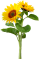 tournesol